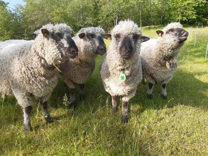 Bild 2:Verkaufe Shropshire-Schafe