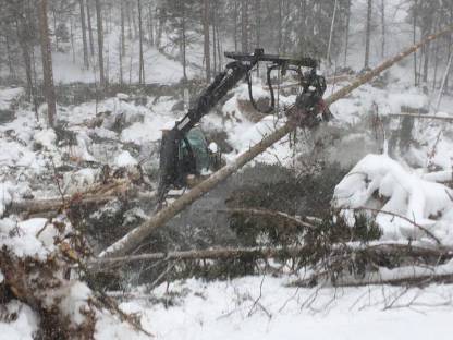 Bild 4:Holzschlägerung - Bringung - Vermarktung - Rodung