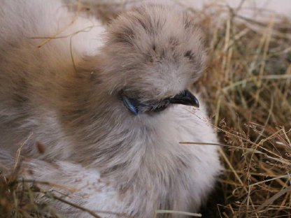 Bild 4:Zwergseidenhühner Bruteier und Küken, Jungtiere viele Farben