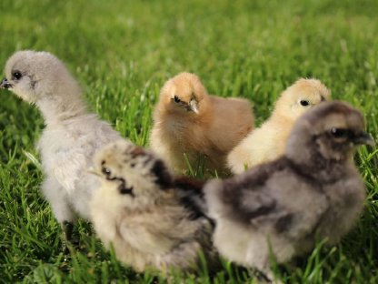 Bild 5:Zwergseidenhühner Bruteier und Küken, Jungtiere viele Farben