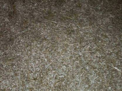 Miscanthus/Elefantengras