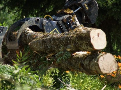 Bild 7:Baumentfernung, Heckenentfernung, Rodung, Landschaftspflege