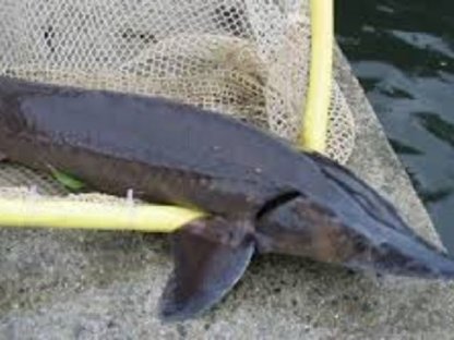 Bild 6:Forellen-Speisefische und Forellen-Setzlinge und Störe