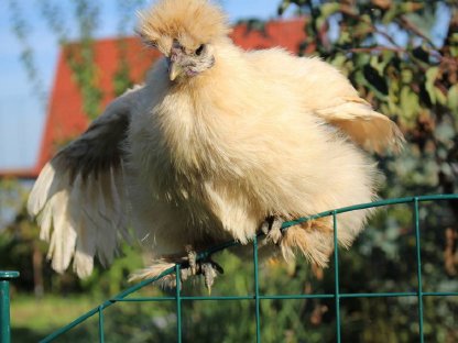 Bild 6:Zwergseidenhühner Bruteier und Küken, Jungtiere viele Farben