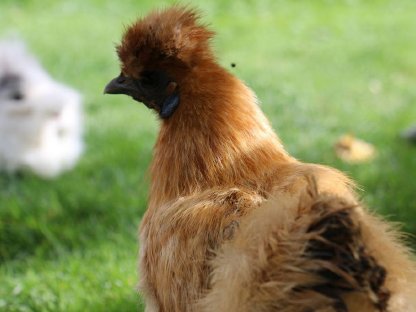 Bild 3:Zwergseidenhühner Bruteier und Küken, Jungtiere viele Farben