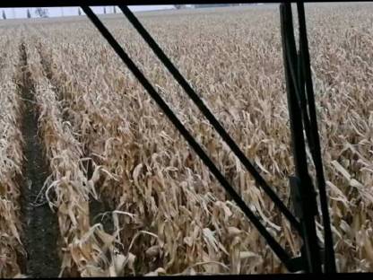 Bild 3:Maisdrusch 12-reihig, 50 cm & 8-reihig, 75 cm