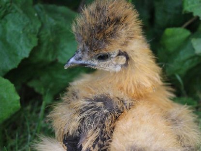 Bild 7:Zwergseidenhühner Bruteier und Küken, Jungtiere viele Farben