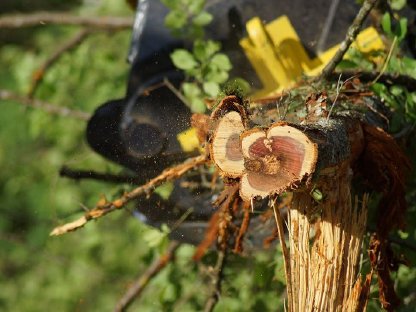 Bild 3:Baumentfernung, Heckenentfernung, Rodung, Landschaftspflege