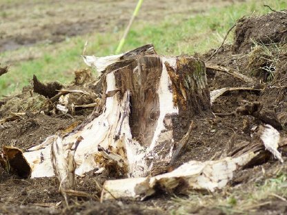 Bild 6:Wurzelstockentfernung: Wir packen jede Wurzel an!