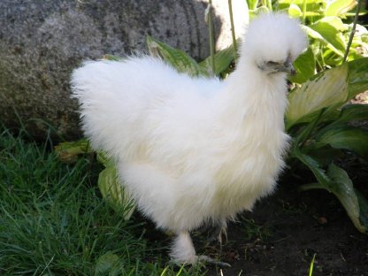 Bild 2:Zwergseidenhühner Bruteier und Küken, Jungtiere viele Farben