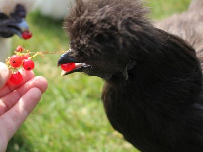 Bild 9:Zwergseidenhühner Bruteier und Küken, Jungtiere viele Farben