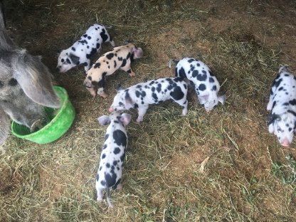 Bild 3:Turopolje Ferkel - Bio