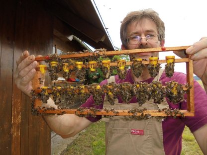 Bienen und Imkerei: Bienenköniginnen kaufen - Landwirt.com