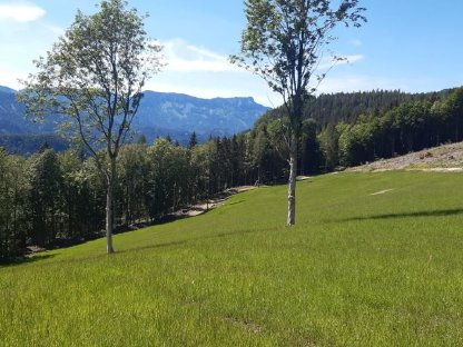 Bild 2:Fräs- und Rekultivierungsarbeiten