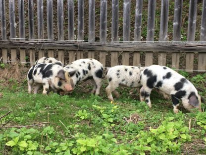 Bild 5:Turopolje Ferkel - Bio