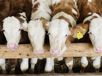 Fresser in großen und kleinen Gruppen, FL und Fleischrassen