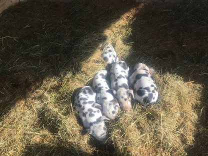 Bild 2:Turopolje Ferkel - Bio