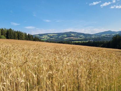 Triticale und Roggen ab Feld