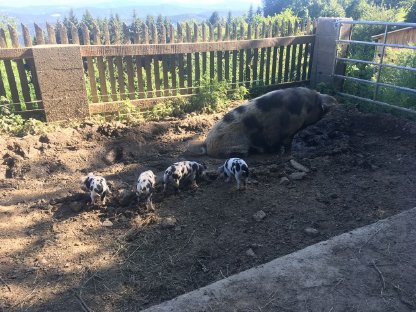 Bild 4:Turopolje Ferkel - Bio