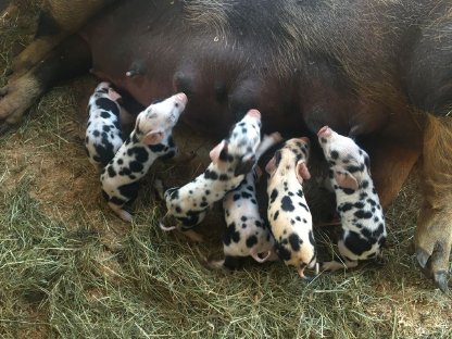 Bild 6:Turopolje Ferkel - Bio