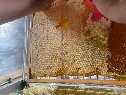 Steirischer Honig von 2023