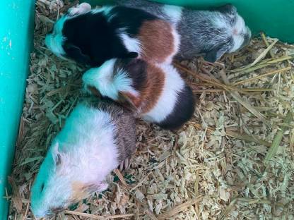 Junge süße Meerschweinchen