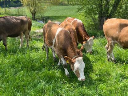 Bio Kalbinnen und Fresser