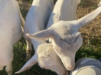 Bild 5:Junge Saanenziege - weiblich