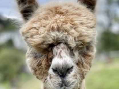 Bild 2:Alpaka Deckhengst - Appaloosa, Verkauf oder Deckung buchen