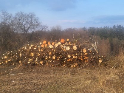 Bild 4:Durchforstungen von Totholz Bruchholz Käferholz usw