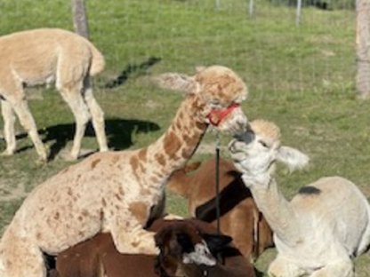 Bild 4:Alpaka Deckhengst - Appaloosa, Verkauf oder Deckung buchen