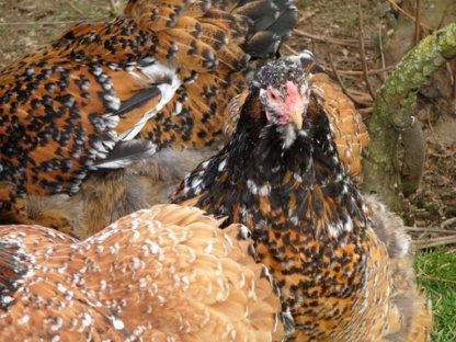 Bild 5:Bruteier Brahma Porzellan, große Rasse