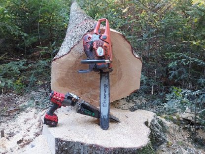 Bild 3:Holzschlägerung und Durchforstung