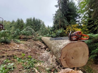 Bild 5:Holzschlägerung und Durchforstung