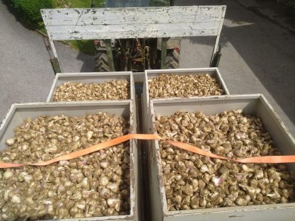 Bild 2:Knoblauch zu Verkaufen