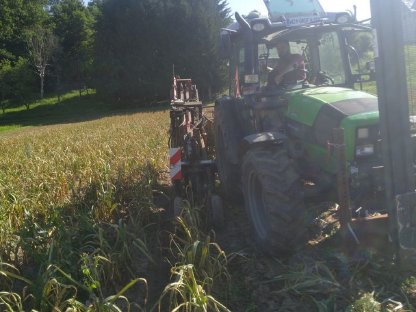 Bild 3:Knoblauch zu Verkaufen