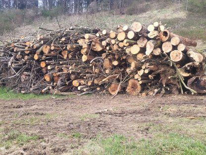 Bild 3:Durchforstungen von Totholz Bruchholz Käferholz usw