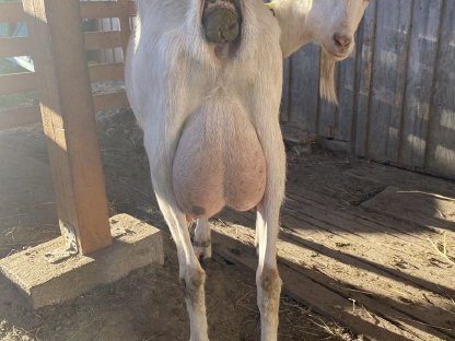 Bild 4:Junge Saanenziege - weiblich