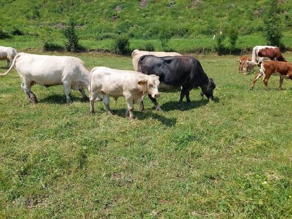 Charolais Kreuzungseinsteller