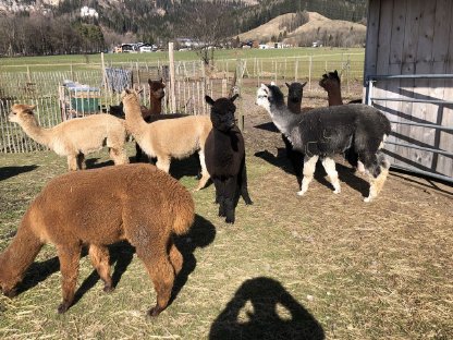 Bild 2:Alpaka-Stuten