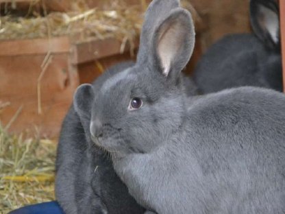 Blaue Wiener, Weiße Wiener aus Zucht - tätowiert