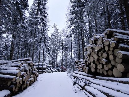 Bild 6:Holzschlägerung und Durchforstung