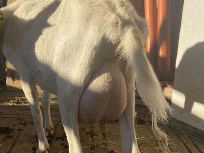 Bild 7:Junge Saanenziege - weiblich