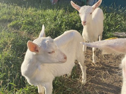 Bild 6:Junge Saanenziege - weiblich