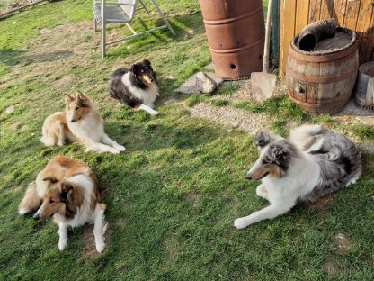 Bild 4:Letzte Langhaarcollie-Welpen in Tricolor und Sable