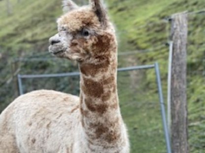 Bild 3:Alpaka Deckhengst - Appaloosa, Verkauf oder Deckung buchen