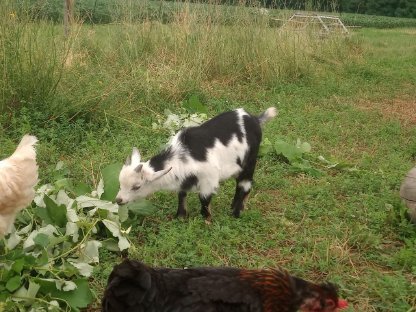 Mini Zwergziegenbock; Grünleger (Mooshühner) Bruteier/Küken