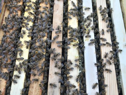 Bild 2:Bienenvolk
