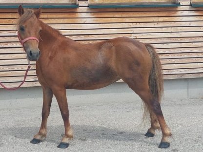 Junge zuckersüße Shetland Pony Stute