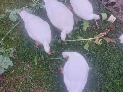 Enten